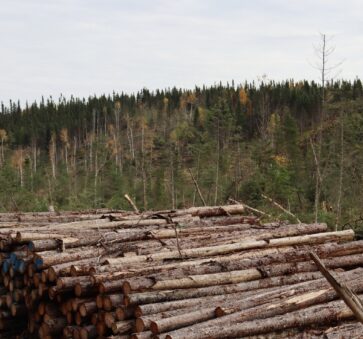 Coupe de bois